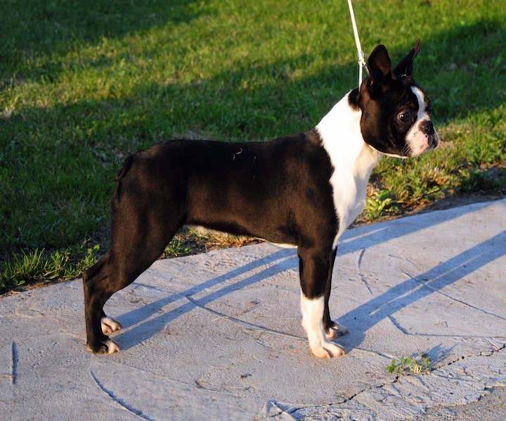 boston terrier for sale