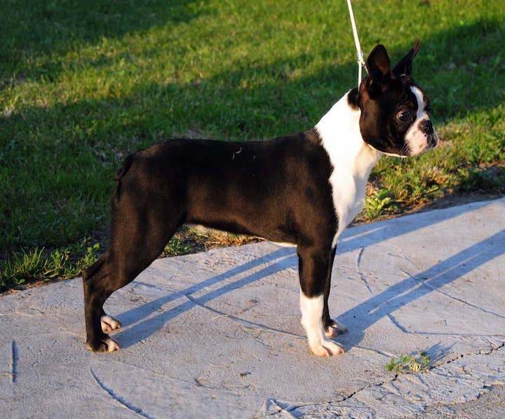 Zareba boston hot sale terrier